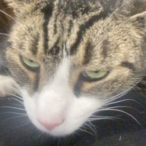 Meet your Posher, Mia